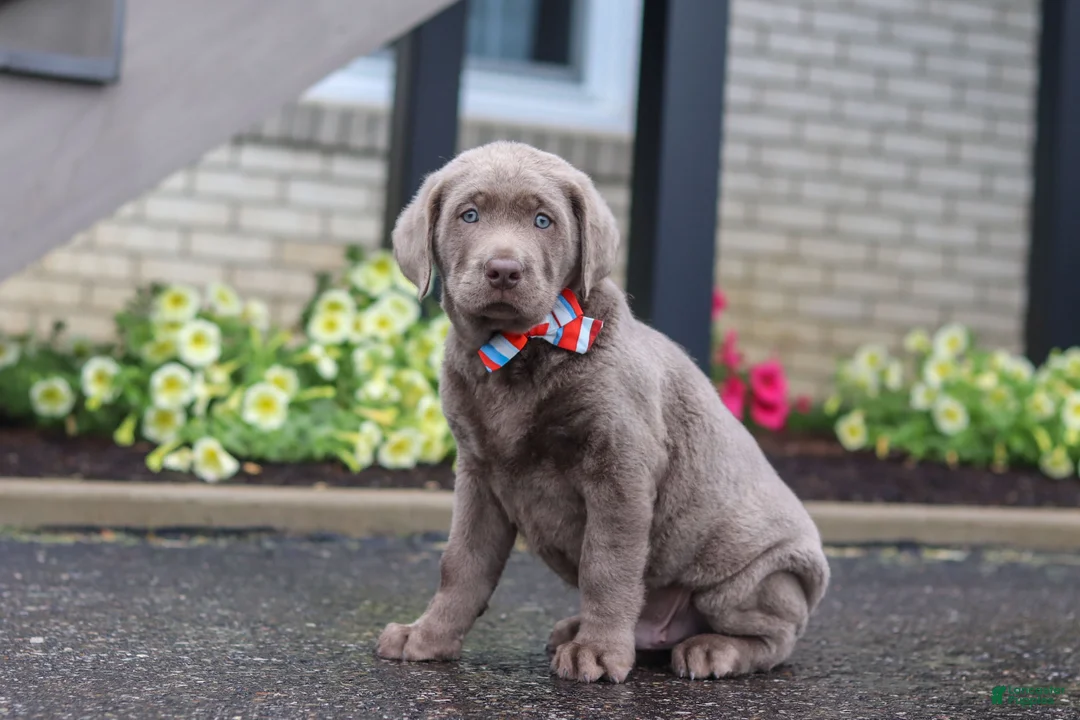 Labrador Retriever dogs for sale: Gunner - Ad 2