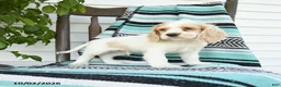 Cocker Spaniel dogs for sale: Dwayne - Ad 4