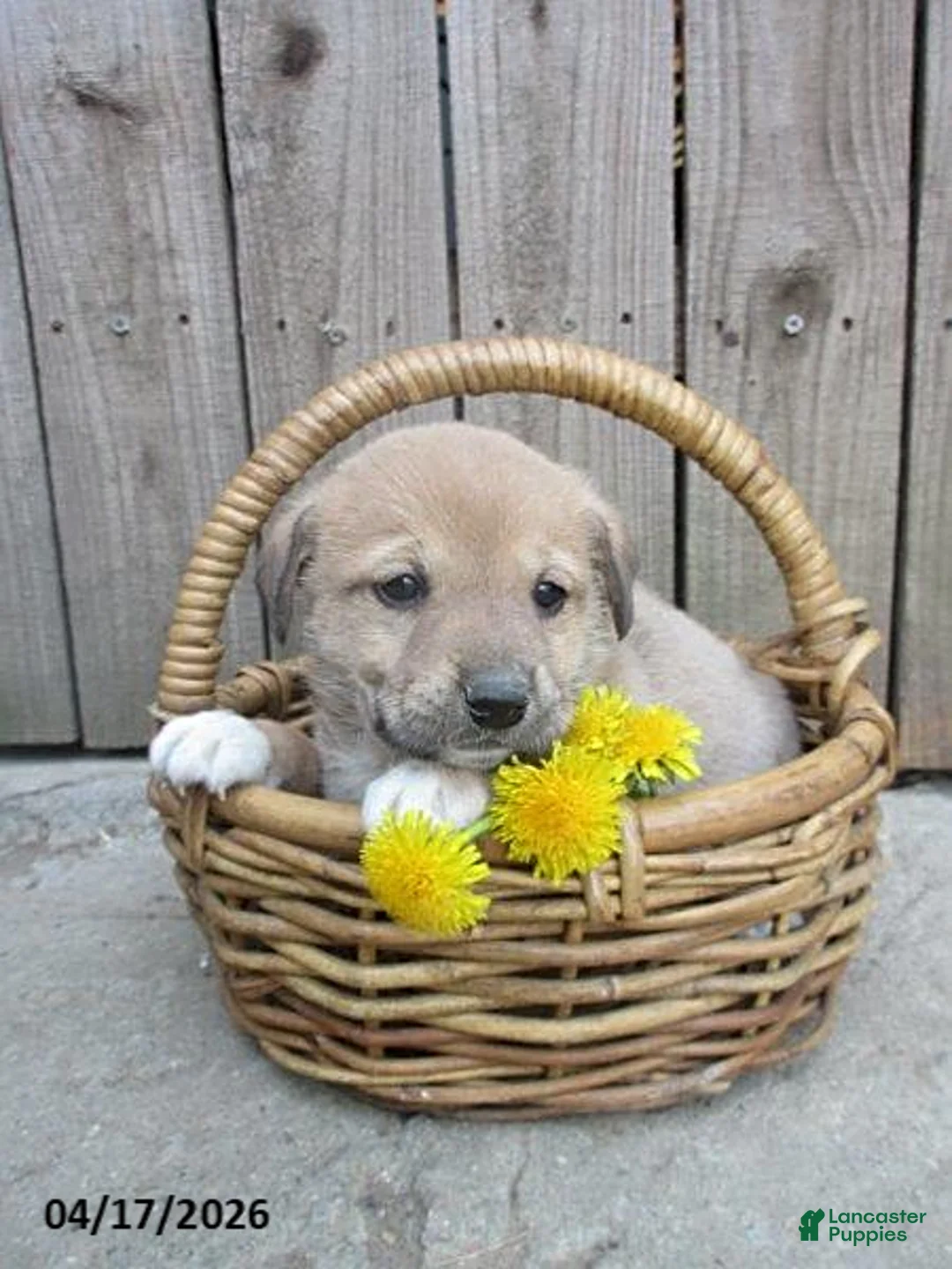 Mixed Breed dogs for sale: Angola - Ad 1