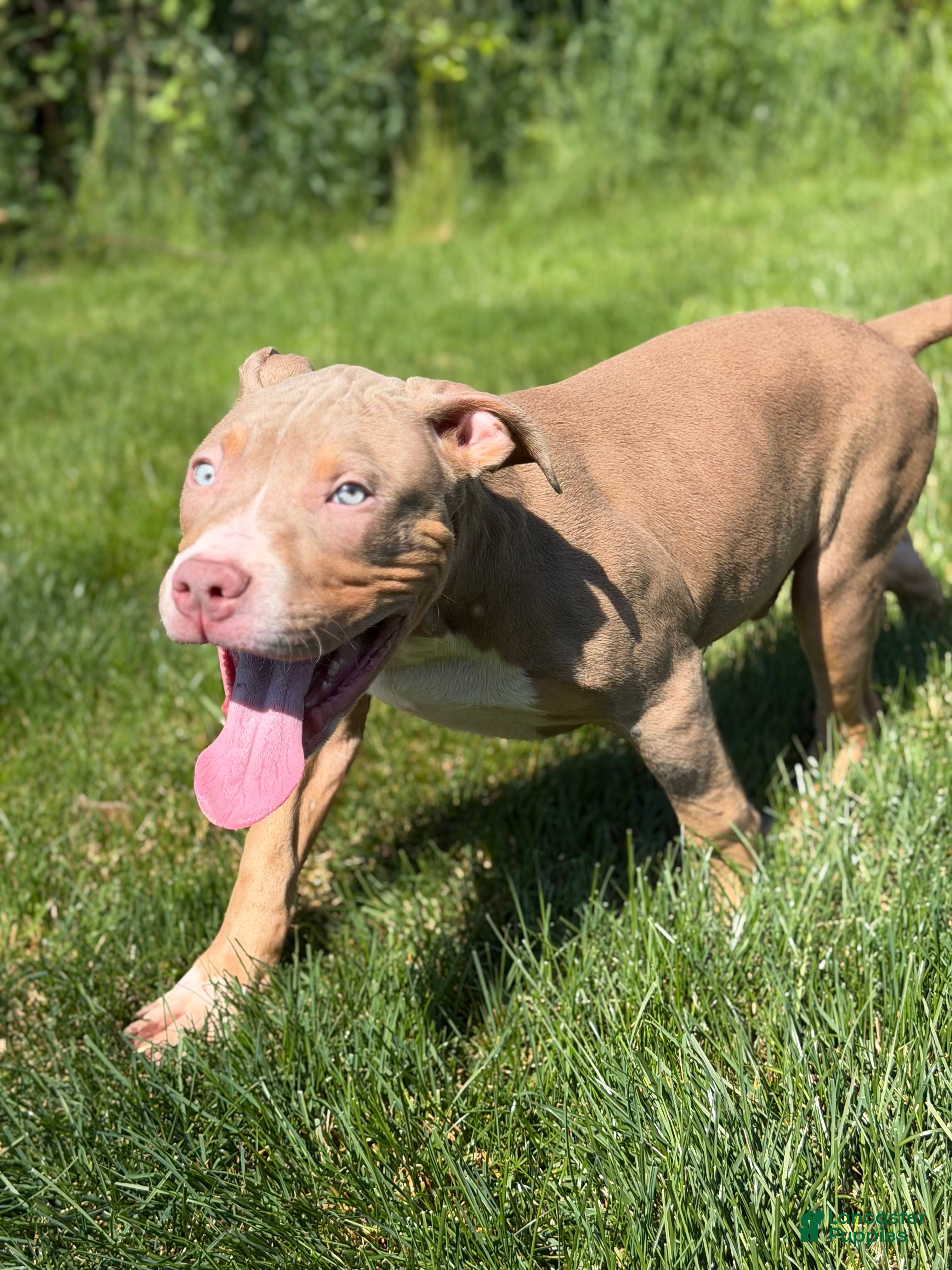 American Bully dogs American Bully Puppy 6 - Ad 29