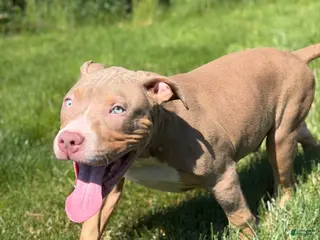 American Bully dogs American Bully Puppy 6 - Ad 29