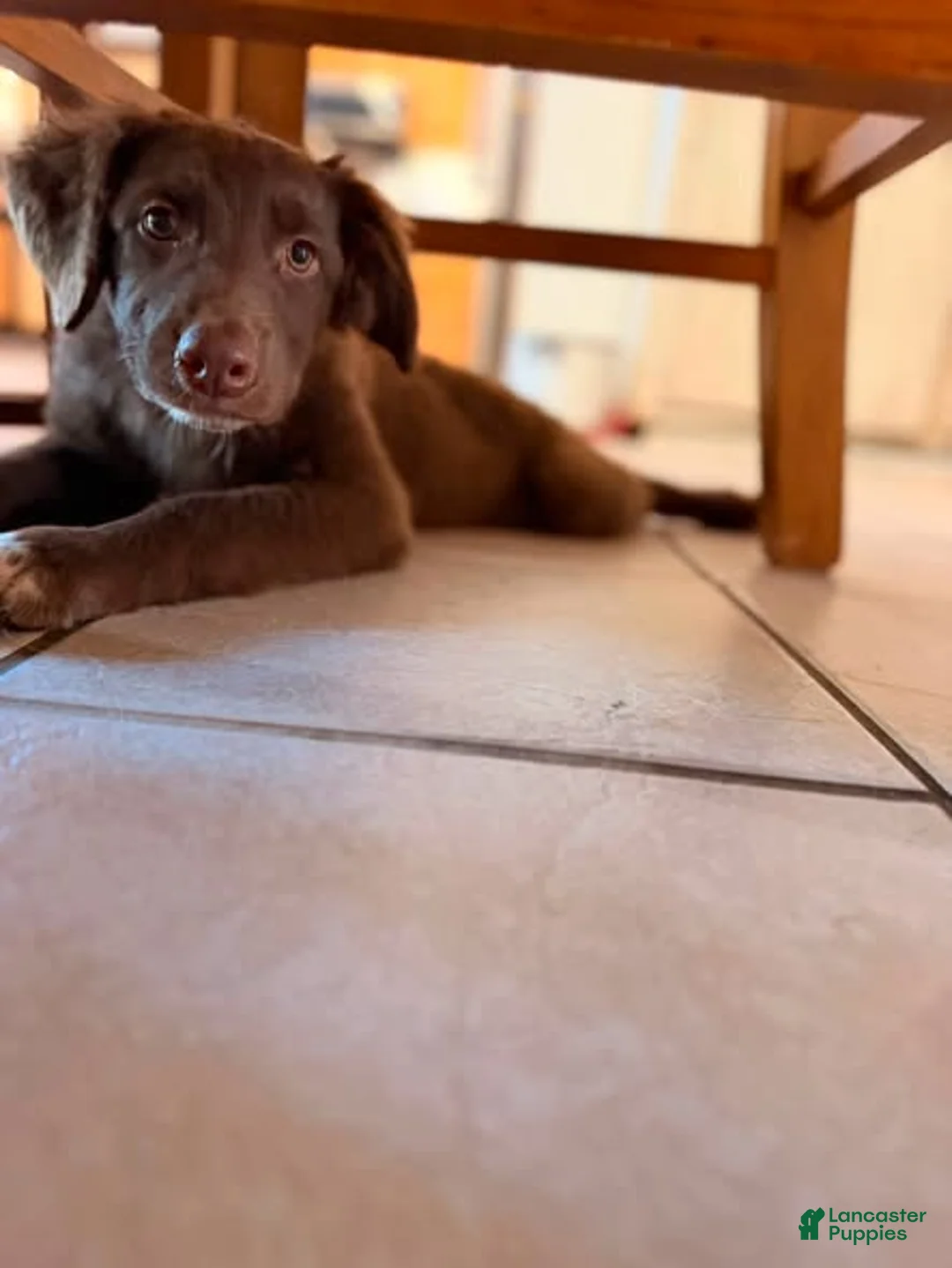 Australian Shepherd dogs for sale: Australian Shepherd 1 - Ad 2