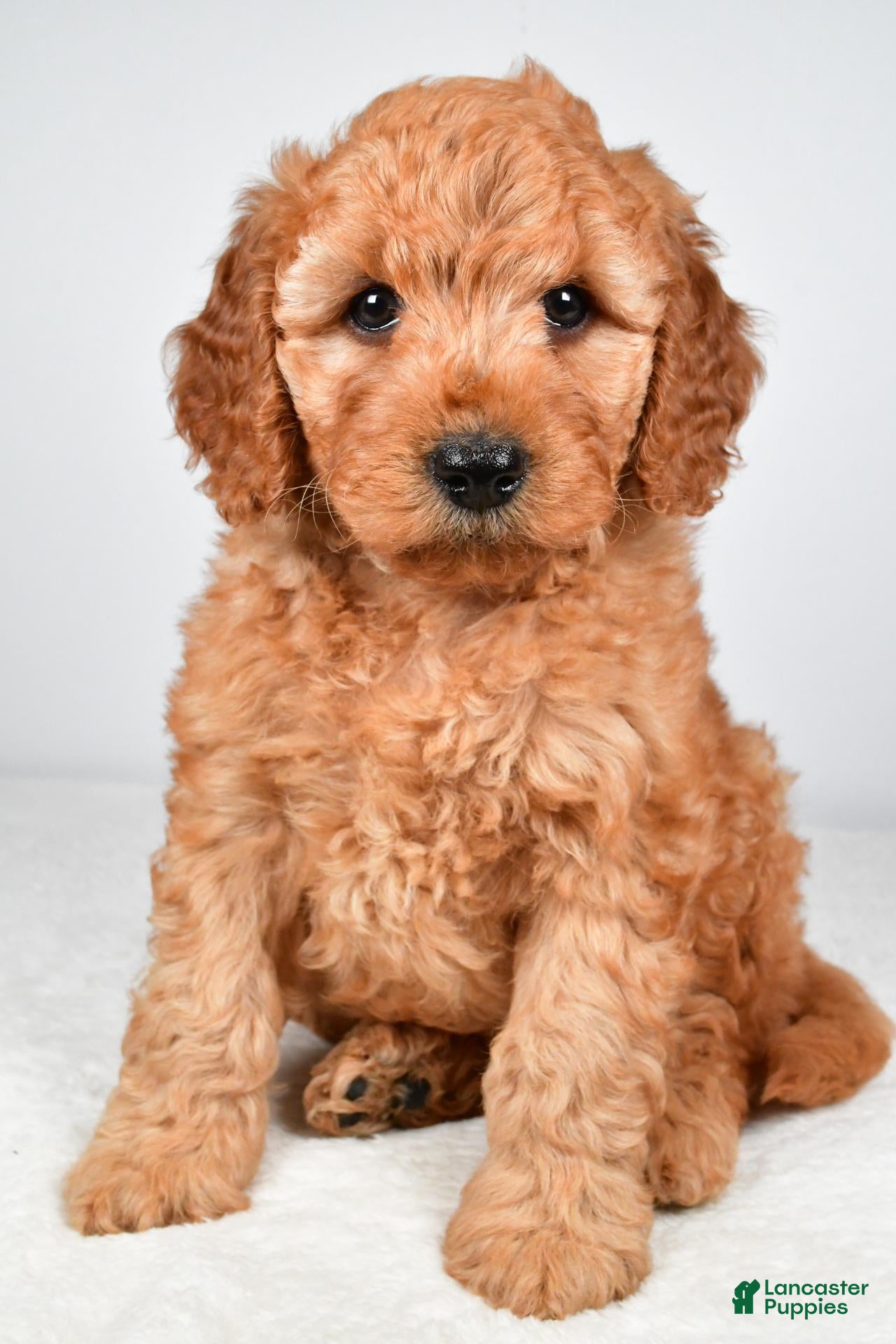 Mini Goldendoodle dogs Daisy - Ad 1