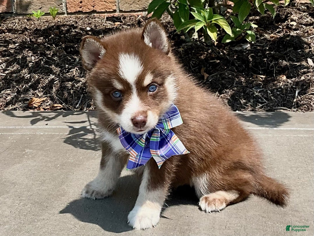 Pomsky dogs for sale: Sugar - Ad 4