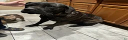 Cane Corso dogs for sale: Cane Corso 1 - Ad 4