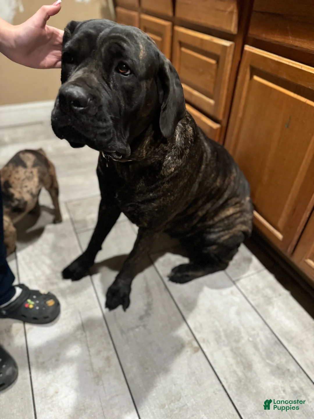 Cane Corso dogs for sale: Cane Corso 1 - Ad 4