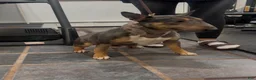Miniature Bull Terrier dogs for sale: Miniature Bull Terrier 2 - Ad 7