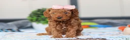 Mini Goldendoodle dogs for sale: Noli - Ad 2