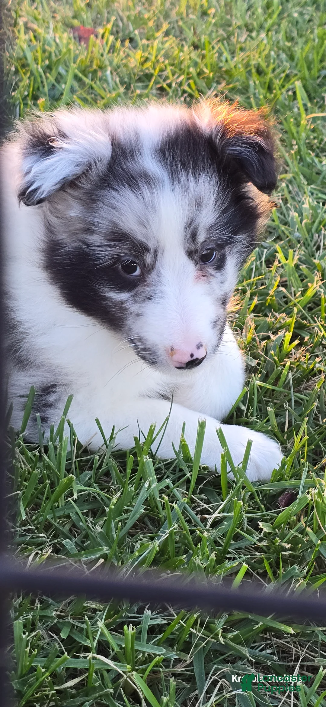 Shetland Sheepdog dogs for sale: Giggles - Ad 2
