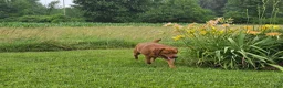 Labrador Retriever dogs for stud: Barney - Ad 6