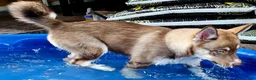 Pomsky dogs for sale: Sage - Ad 3