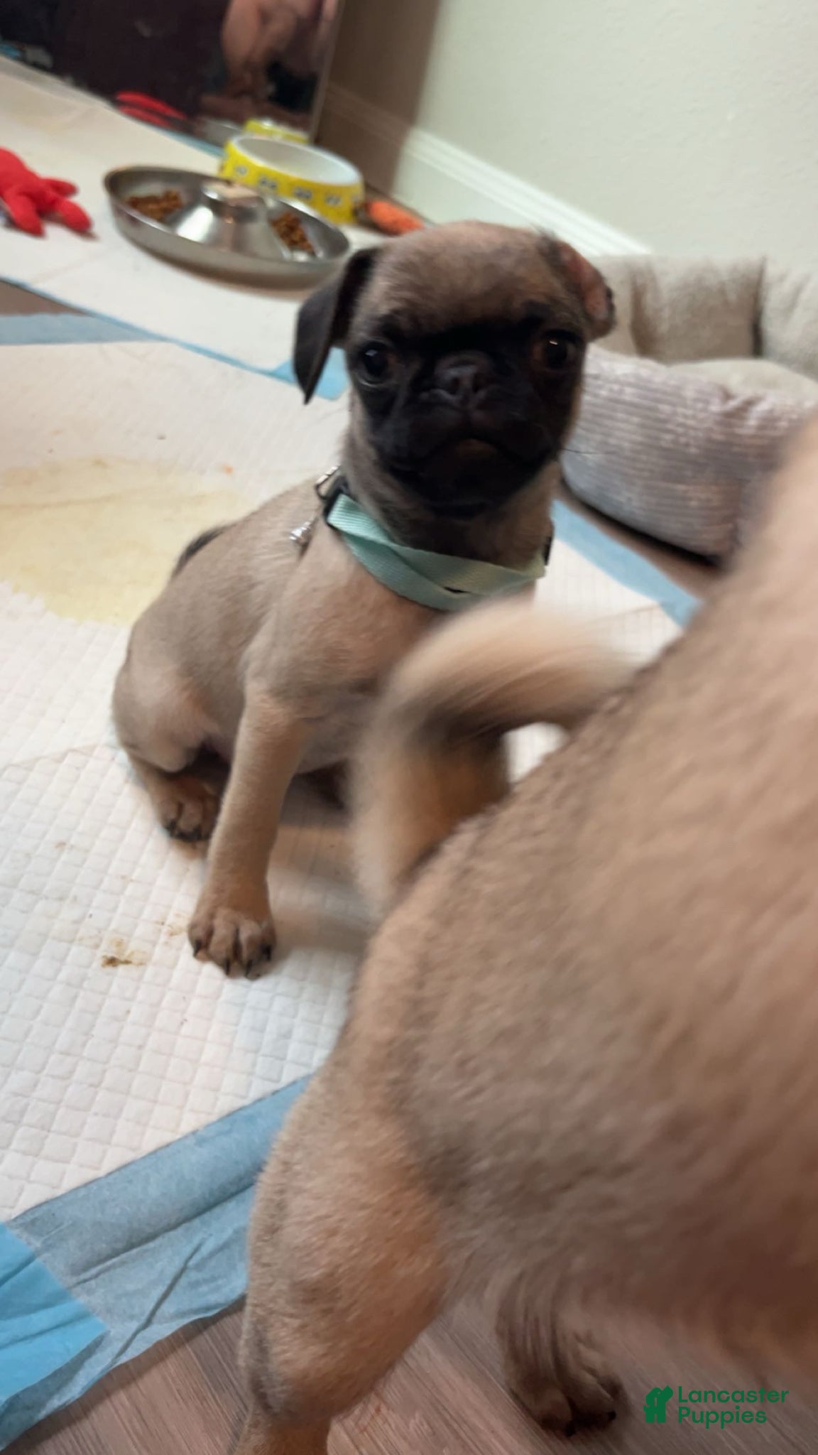 Pug dogs Pug Puppy 5 - Ad 3
