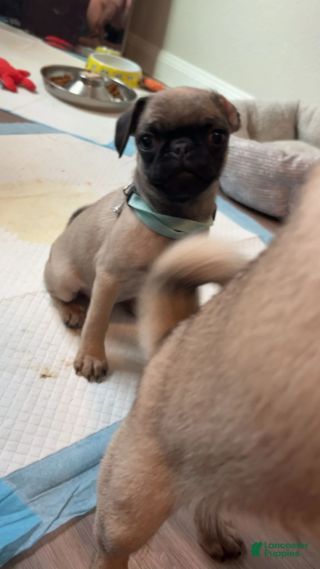 Pug dogs for sale: Pug Puppy 5 - Ad 1