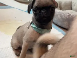 Pug dogs Pug Puppy 5 - Ad 3