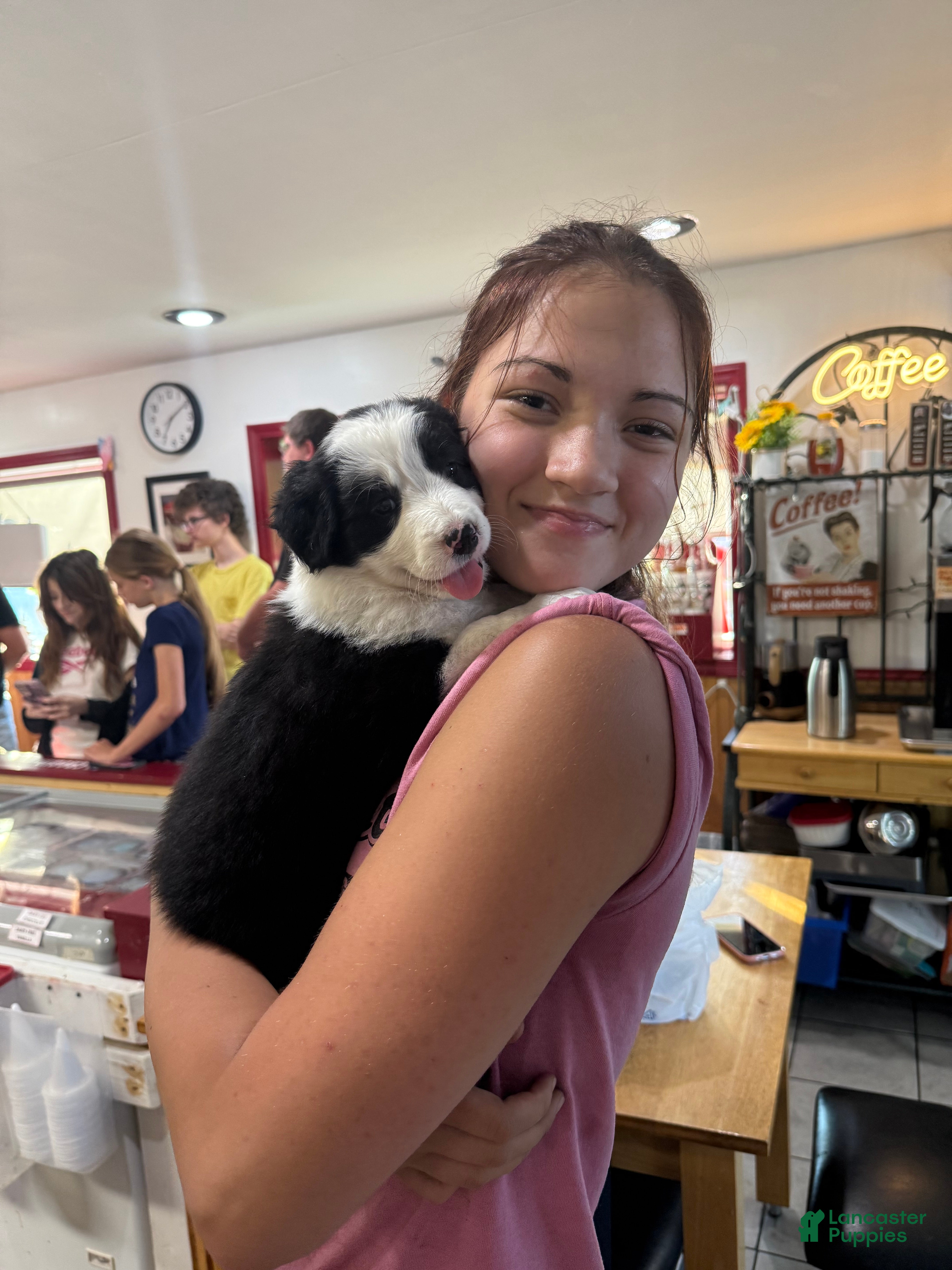 Border Collie dogs Whitney - Ad 2