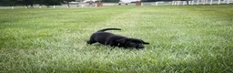 Labrador Retriever dogs for sale: Drake - Ad 4