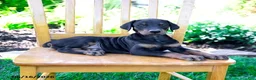 Doberman Pinscher dogs for sale: Trina - Ad 3