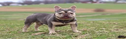 French Bulldog dogs for sale: Hallie - Ad 8