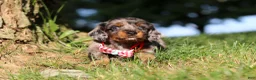 Miniature Dachshund dogs for sale: Boysenberry - Ad 3