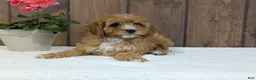 Cavapoo dogs for sale: Paisley  - Ad 3