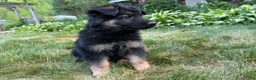 German Shepherd dogs for sale: Milo  - Ad 3
