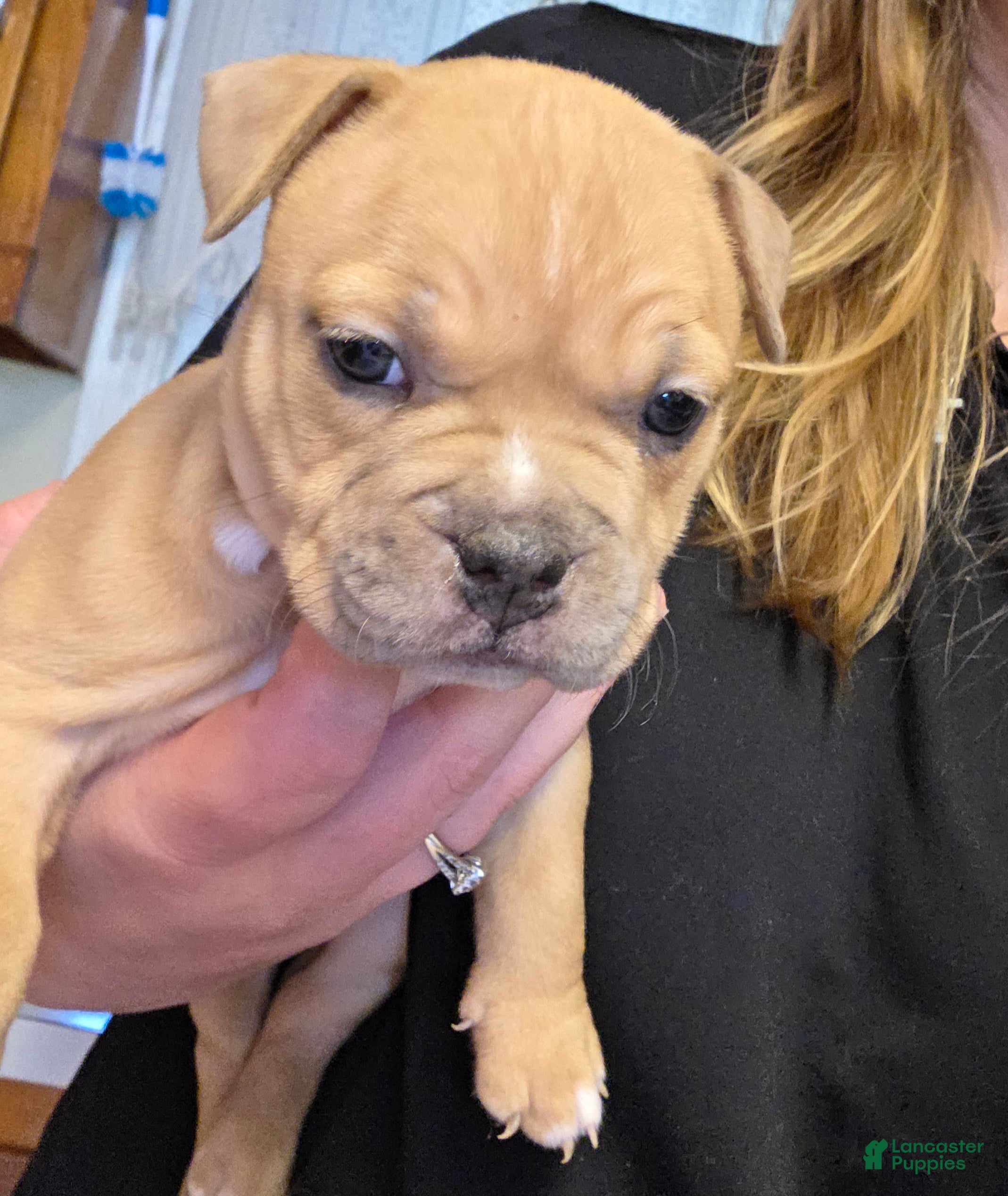 American Bully dogs Porsche - Ad 37