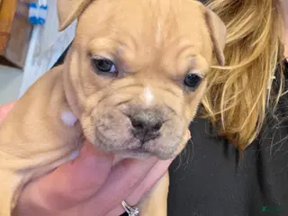 American Bully dogs Porsche - Ad 37