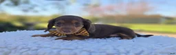 Miniature Dachshund dogs for sale: Billy - Ad 4