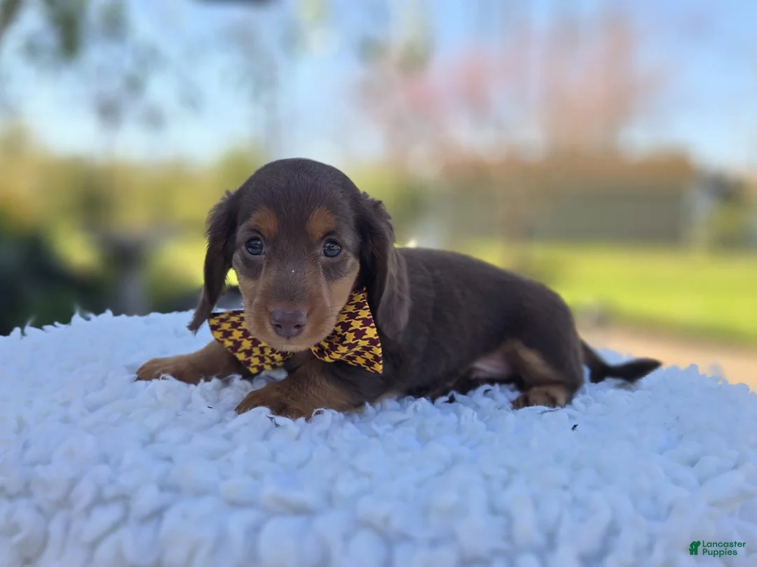 Miniature Dachshund dogs for sale: Billy - Ad 4