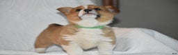 Welsh Corgi Pembroke dogs for sale: Kirki - Ad 3