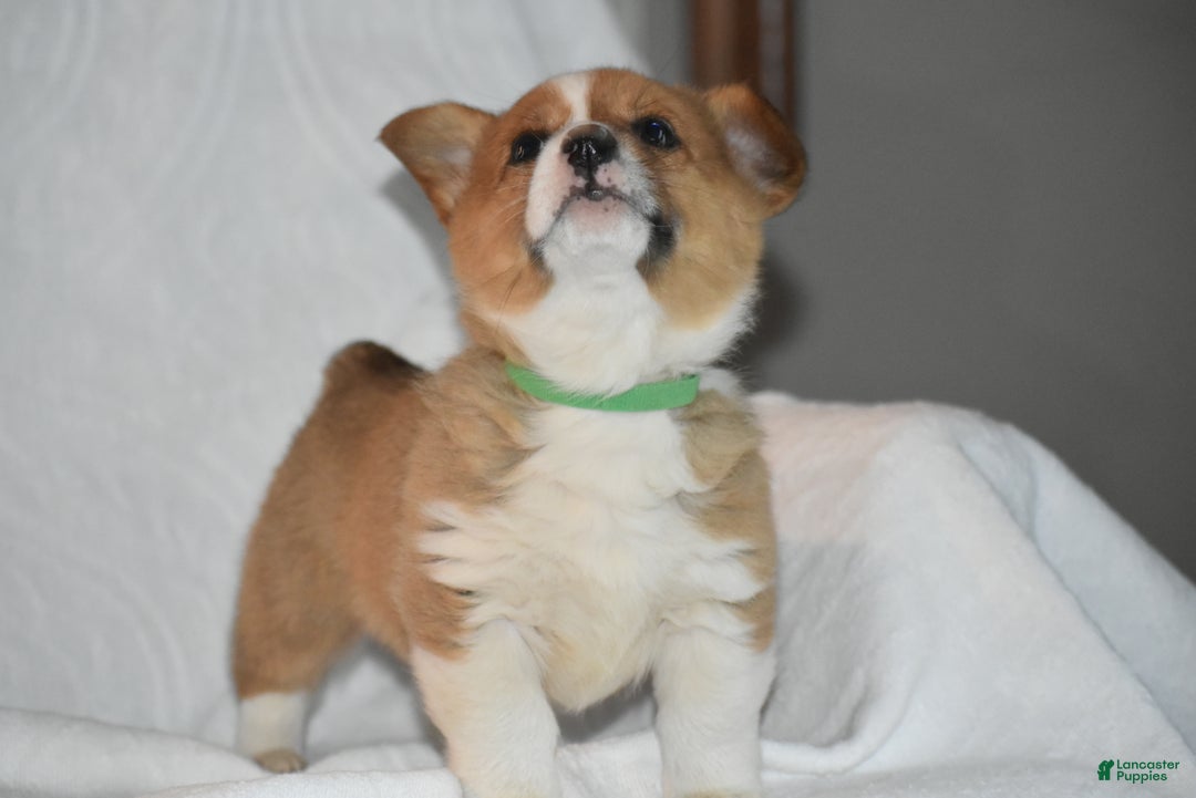 Welsh Corgi Pembroke dogs for sale: Kirki - Ad 3