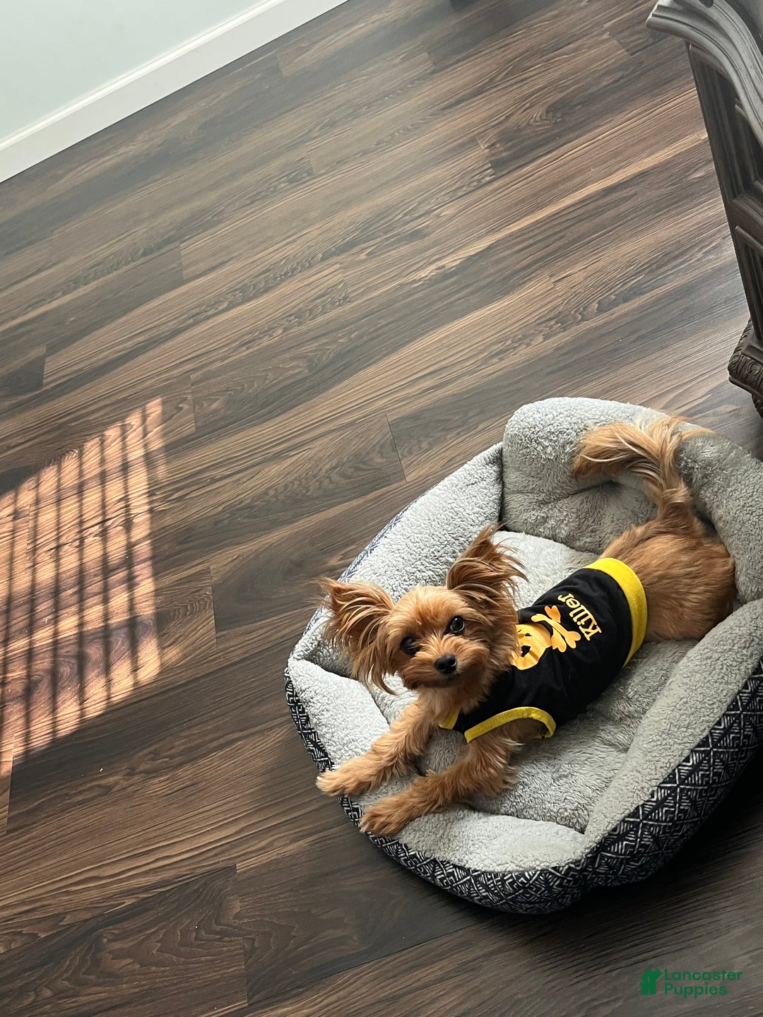 Yorkshire Terrier dogs for sale: Yorkshire Terrier Puppy 1 - Ad 2