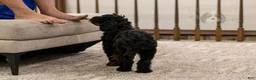 Bernedoodle dogs for sale: Acadia - Ad 3