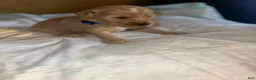 Double Doodle dogs for sale: Blue - Ad 3
