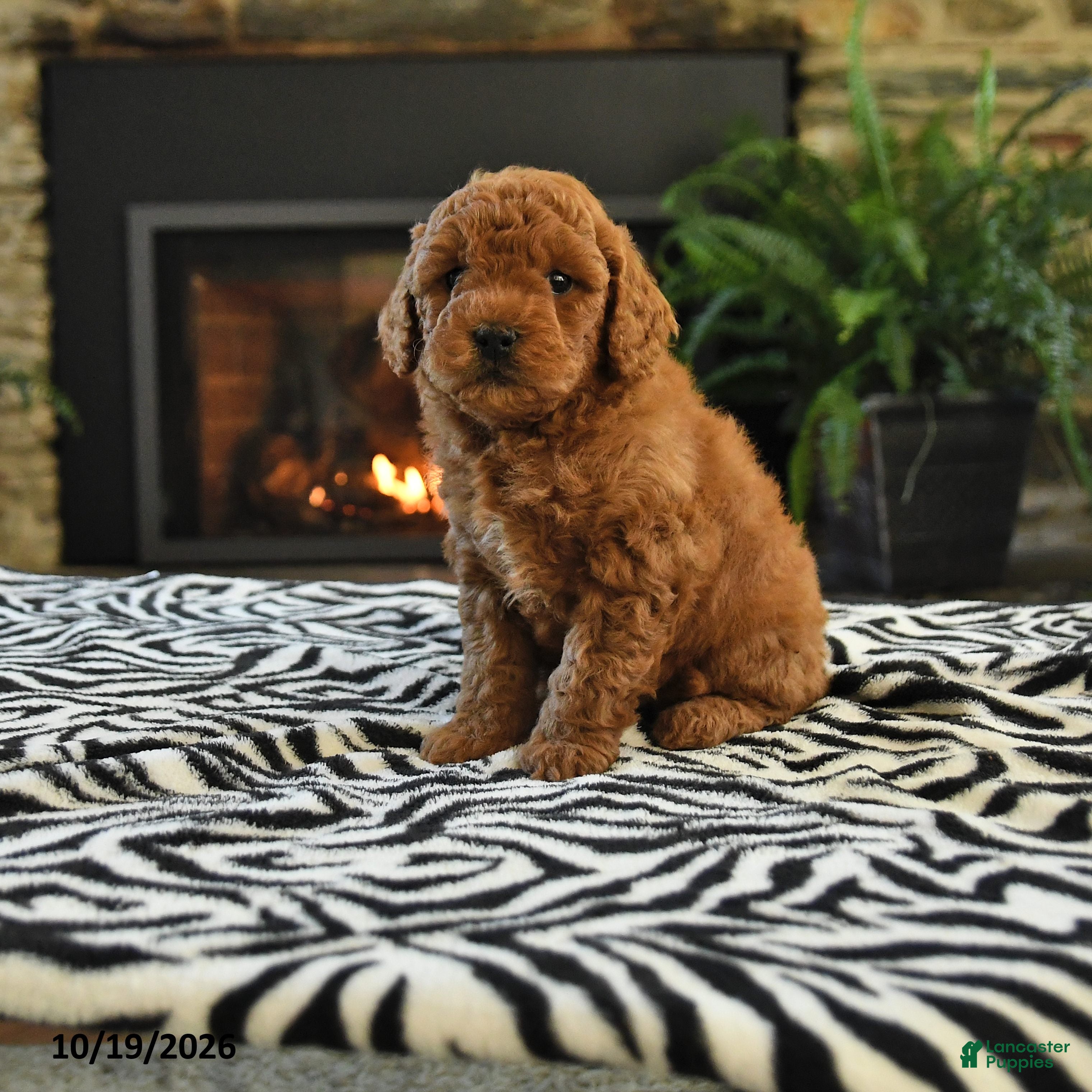 Mini Goldendoodle dogs Linford - Ad 1