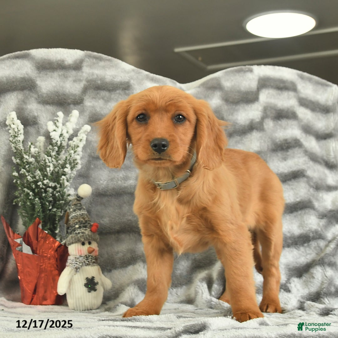 Miniature Golden Retriever dogs for sale: Berry  - Ad 3