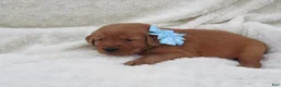 Golden Retriever dogs for sale: LESLIE - Ad 3