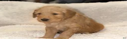 Goldendoodle dogs for sale: Goldendoodle Puppy 1 - Ad 7