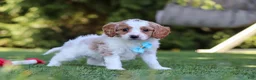 Cavapoo dogs for sale: Grey - Ad 4