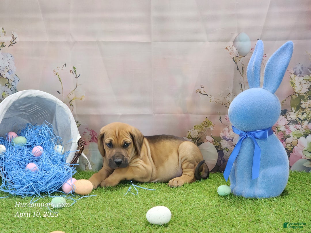 Mixed Breed dogs for sale: 2025 Bloodahoula Male 3 "Finn" - Ad 11