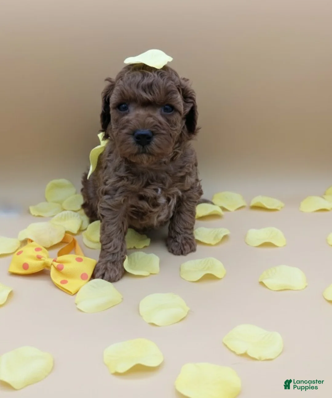 Toy Poodle dogs for sale: Toy Poodle Puppy 4 - Ad 6