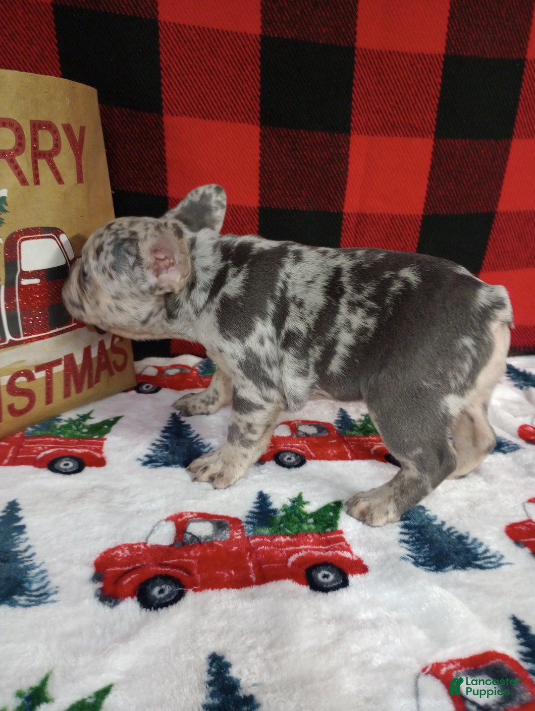 French Bulldog dogs for sale: Iyla  - Ad 6