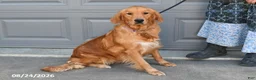 Golden Retriever dogs for sale: Tony - Ad 6