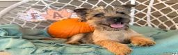 Cairn Terrier dogs for sale: Eli - Ad 4