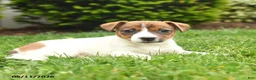 Jack Russell Terrier dogs for sale: Barbie - Ad 2