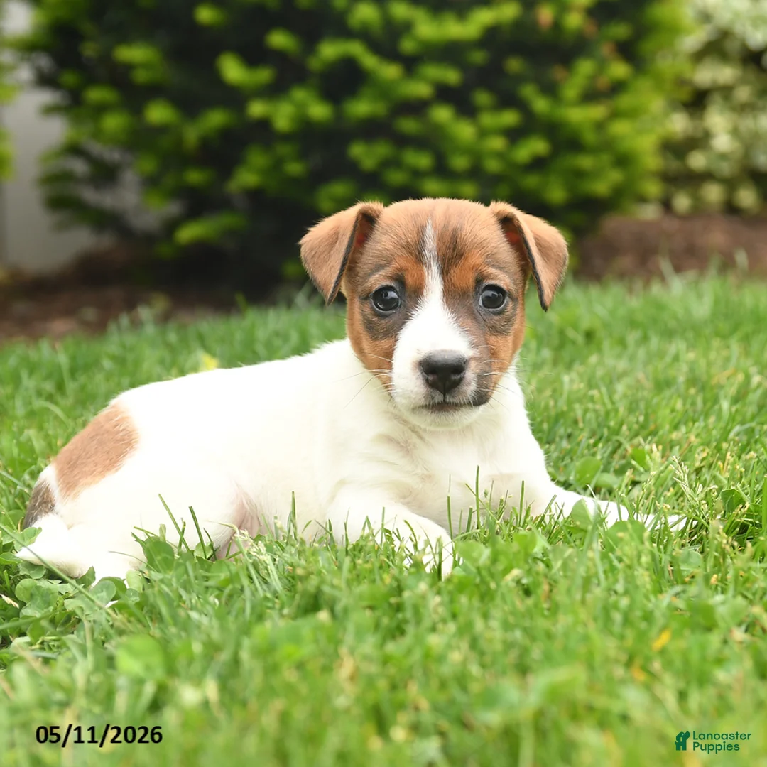 Jack Russell Terrier dogs for sale: Barbie - Ad 2