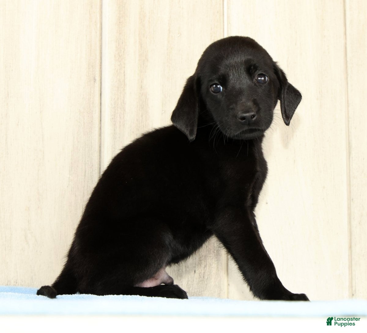 Labrador Retriever dogs Bently - Ad 2