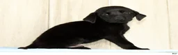 Labrador Retriever dogs for sale: Bently - Ad 2