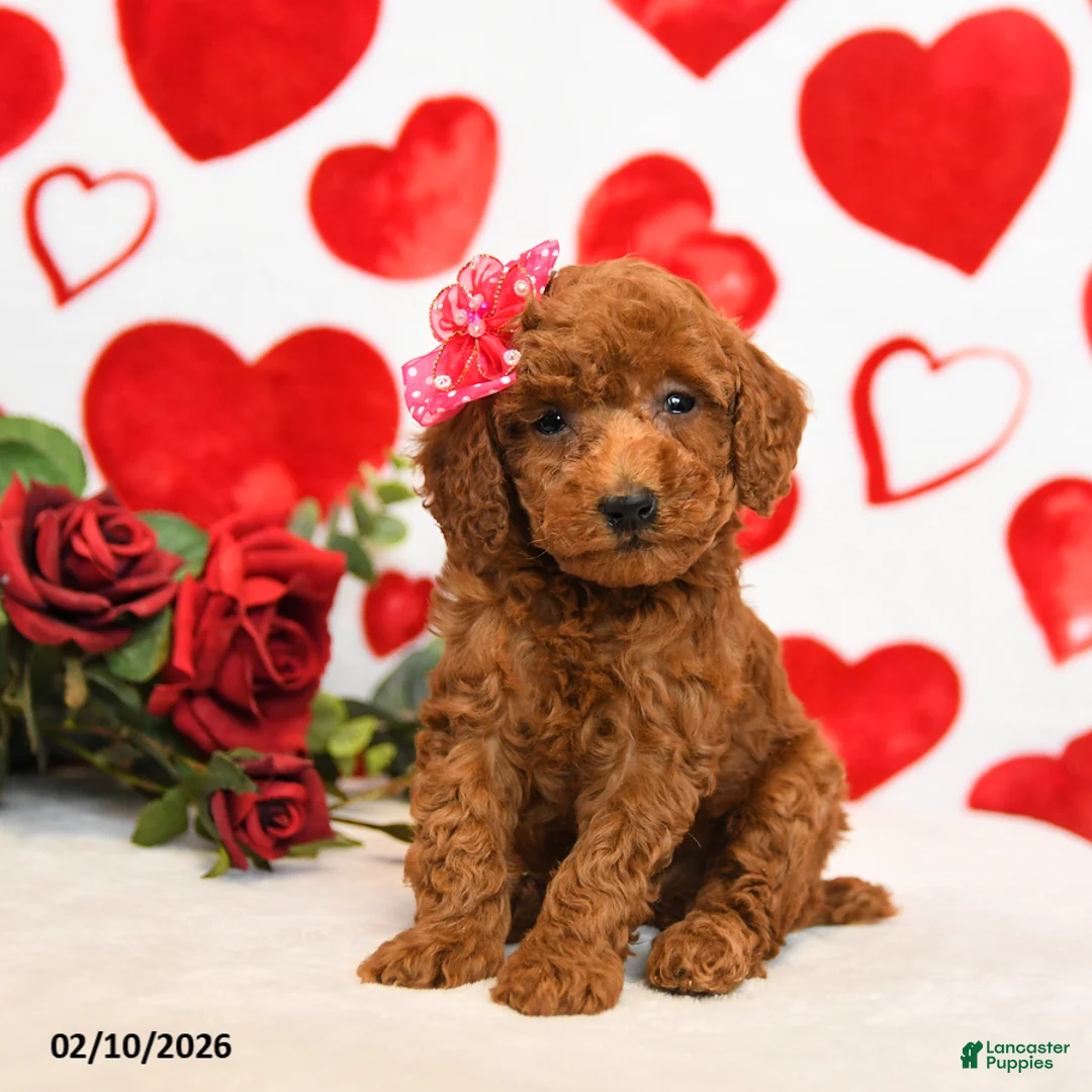 Miniature Poodle dogs for sale: Honey - Ad 1