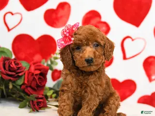 Miniature Poodle dogs Honey - Ad 13